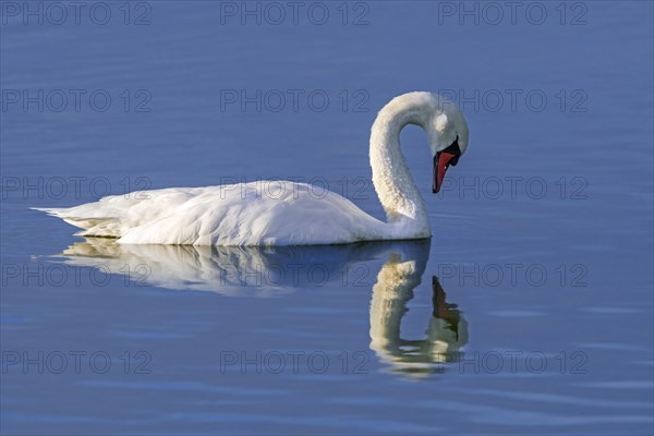 Reflection of mute swan