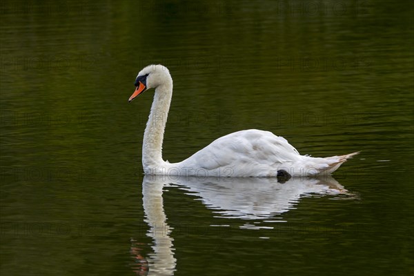 Reflection of mute swan