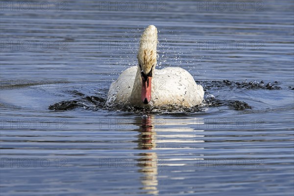Territorial mute swan