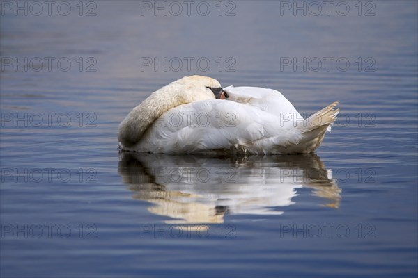 Mute swan