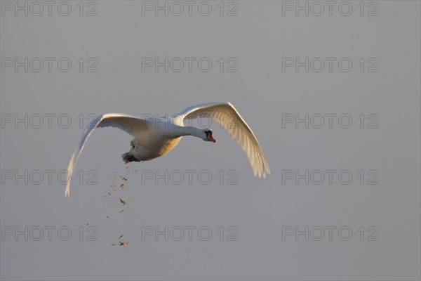 Mute swan