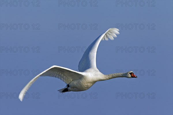 Mute swan