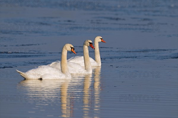 Mute swans