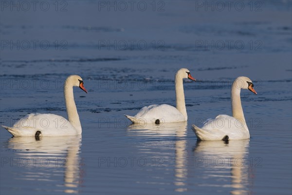 Mute swans