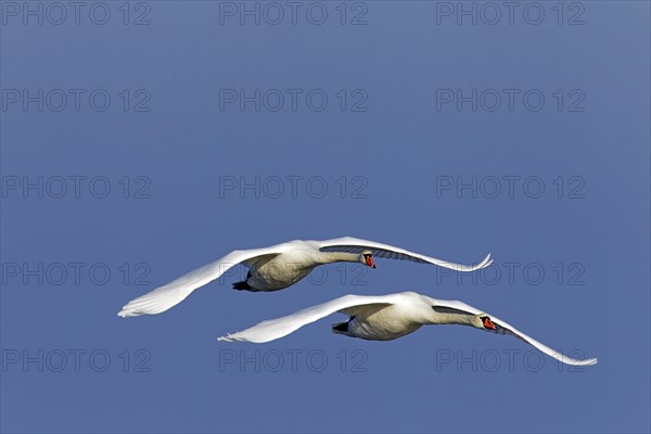 Two Mute swans