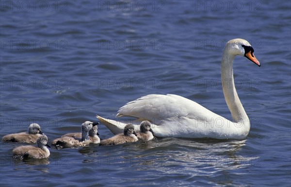 Mute Swan