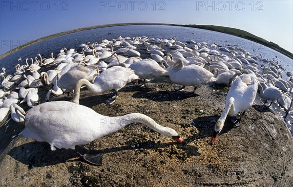 Mute Swans