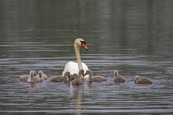 Mute swan