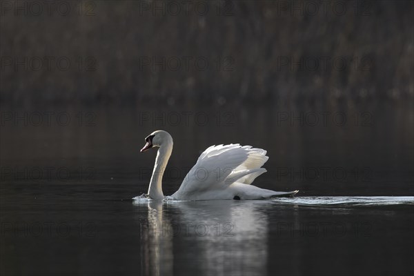 Territorial mute swan