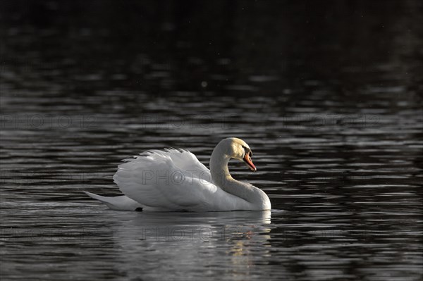 Territorial mute swan