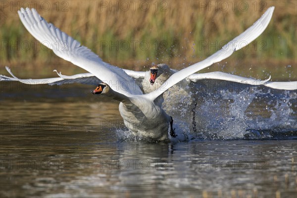 Territorial mute swan