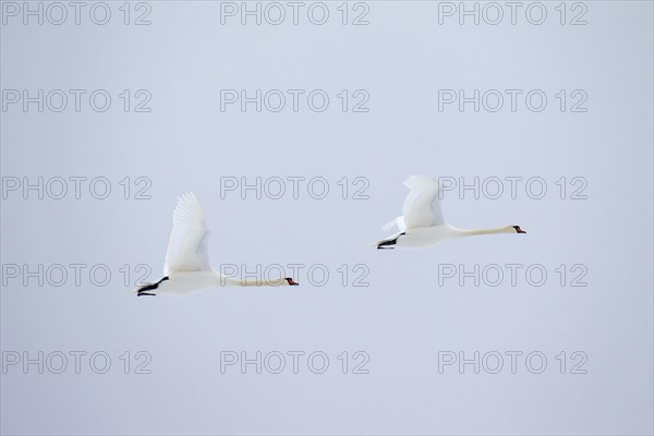 Two mute swans