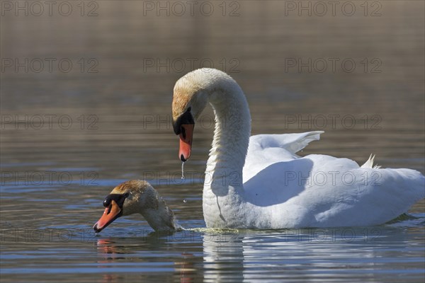 Mute swan