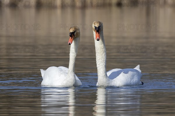 Mute swan