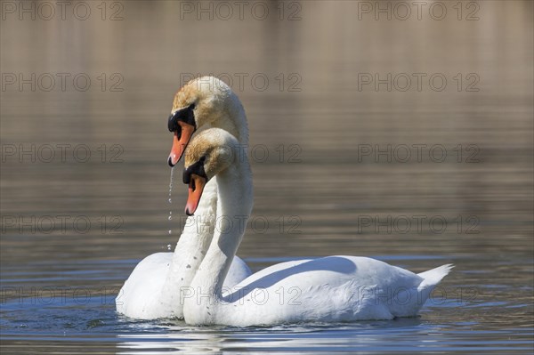 Mute swan