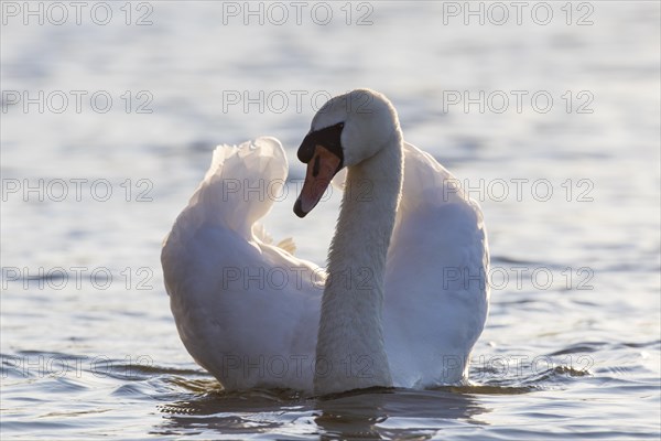 Territorial mute swan