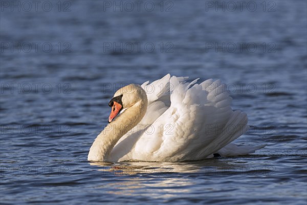 Territorial mute swan