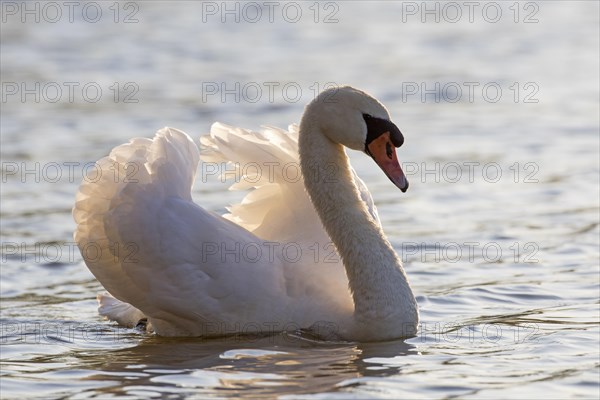 Territorial mute swan