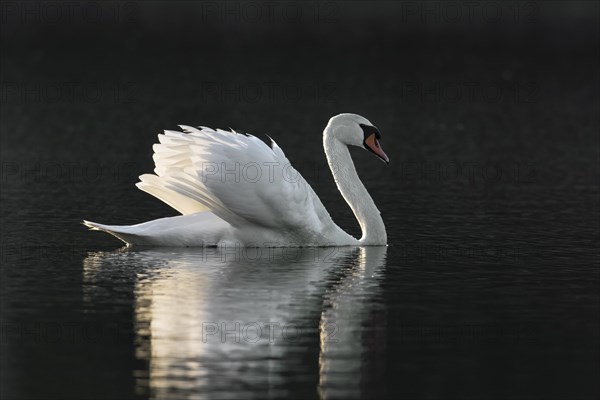 Territorial mute swan