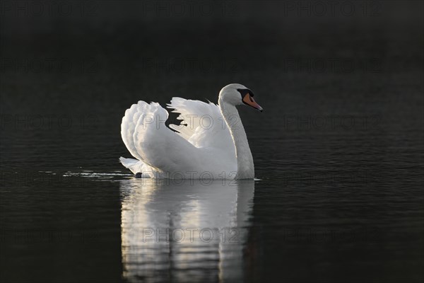 Territorial mute swan