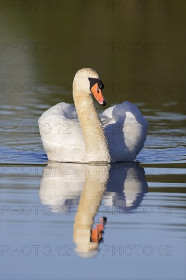 Territorial mute swan