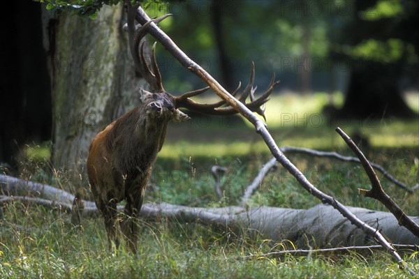 Red deer