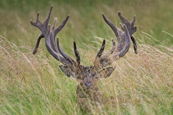 Red deer