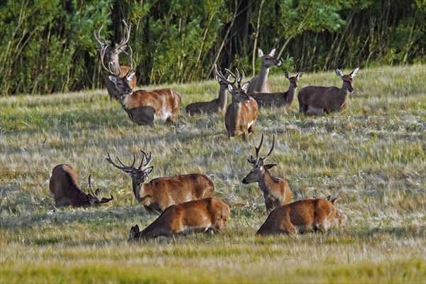 Herd of Red Deer