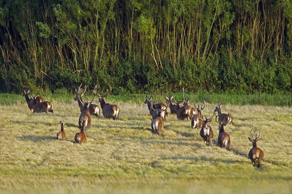 Herd of Red Deer