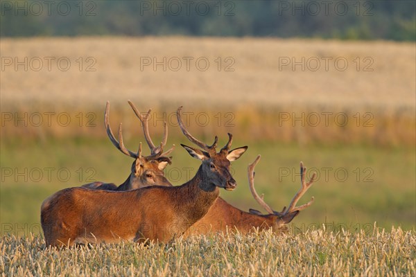 Herd of Red Deer