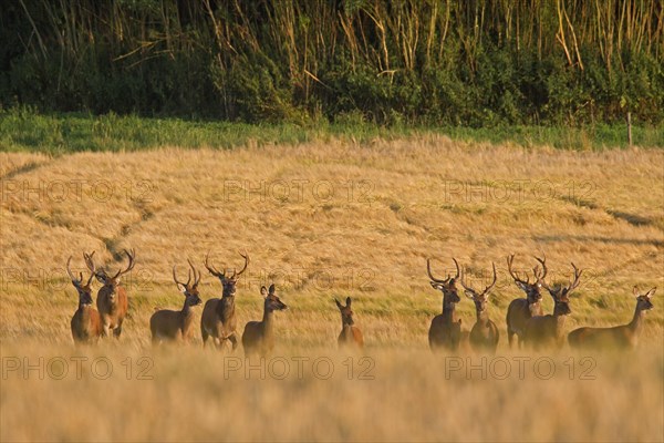 Herd of Red Deer