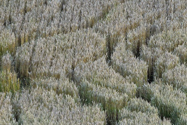 Trails of foraging herd of Red Deer