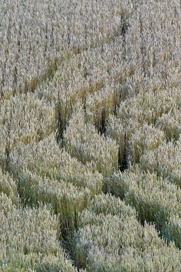 Trails of foraging herd of Red Deer