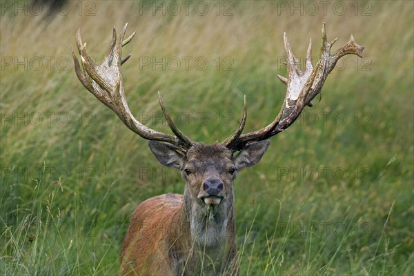 Red deer