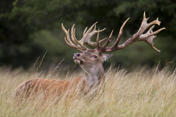 Red deer