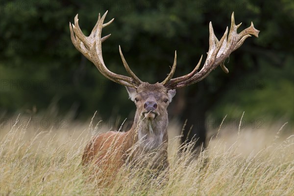 Red deer