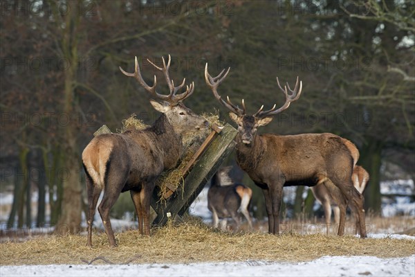 Red deer