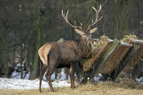 Red deer