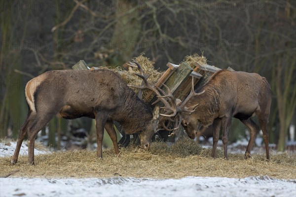 Red deer