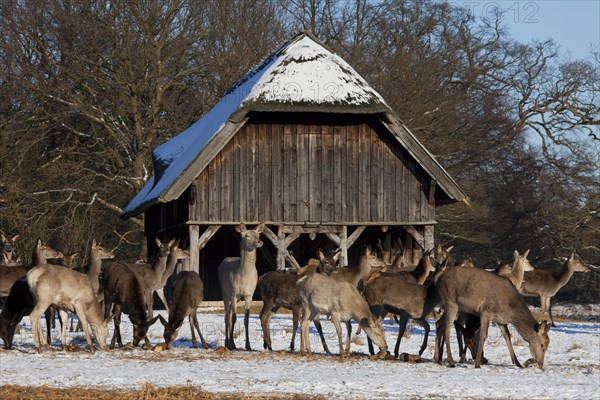 Red deer