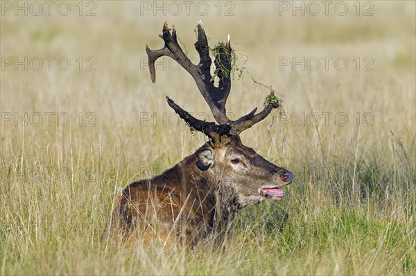 Red deer