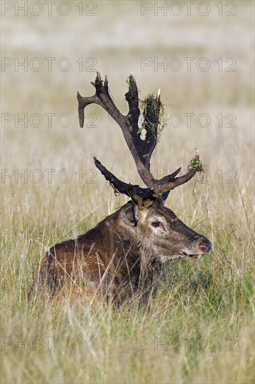 Red deer