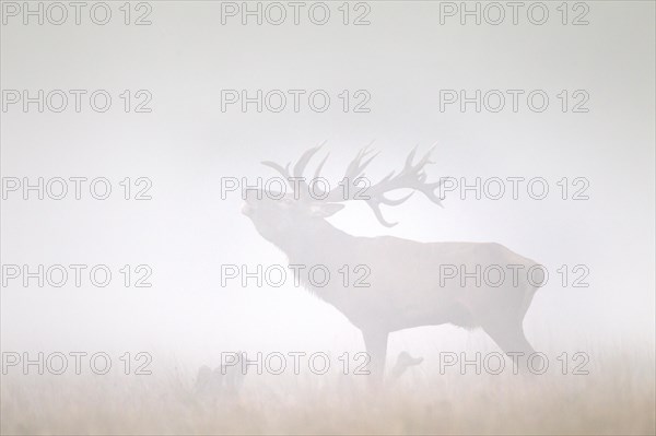 Red deer