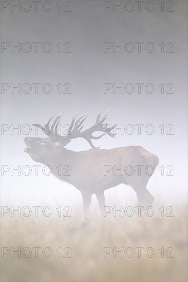 Red deer