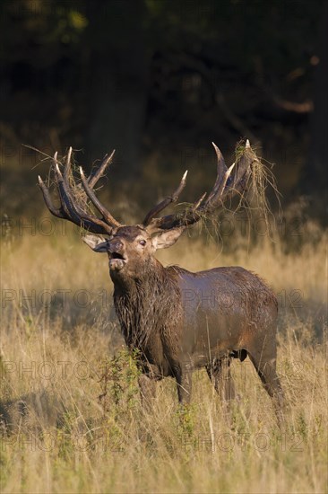 Red deer