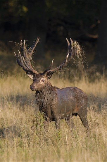 Red deer