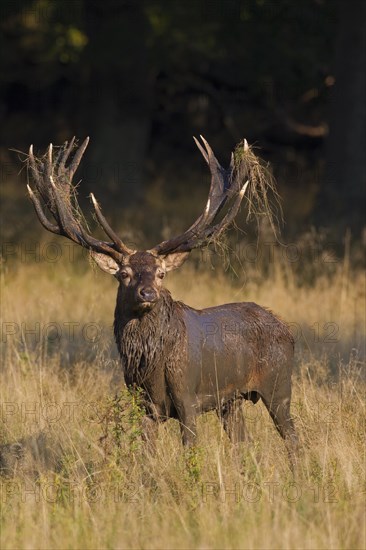 Red deer