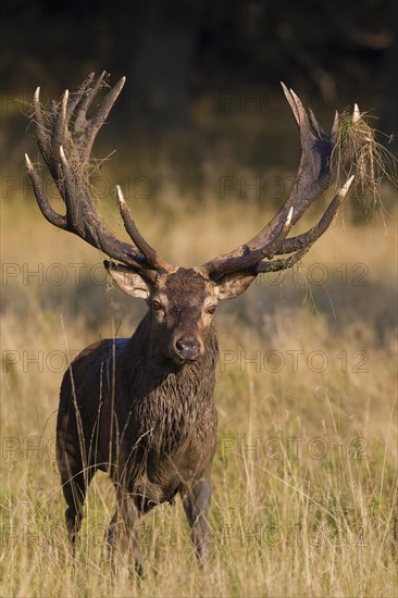 Red deer