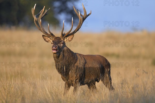 Red deer