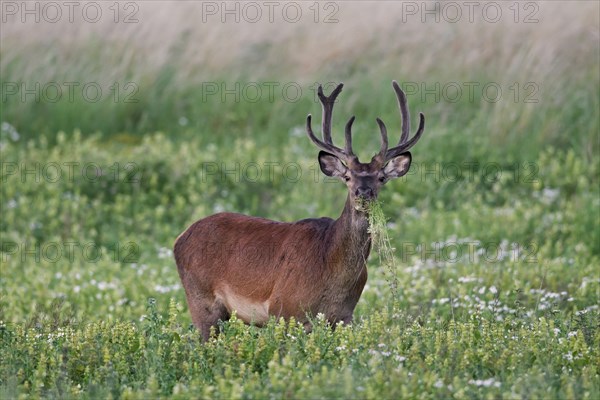 Red deer